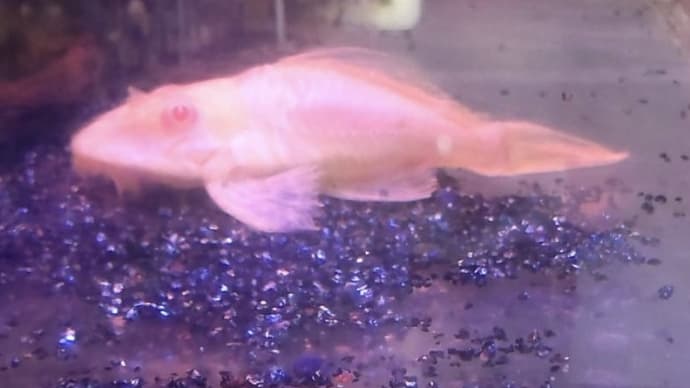 今週の入荷魚 8月3日
