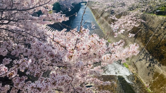 生田川の桜並木