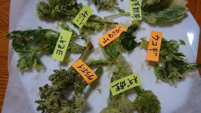 ＜春の山菜を　天ぷらで楽しむ＞・・たらぼい・山椒・こごみ・ウコギ・菊芋・ヨモギなど