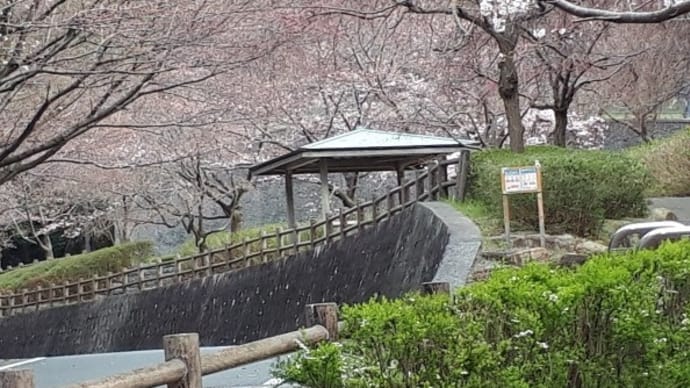 桑山桜状況