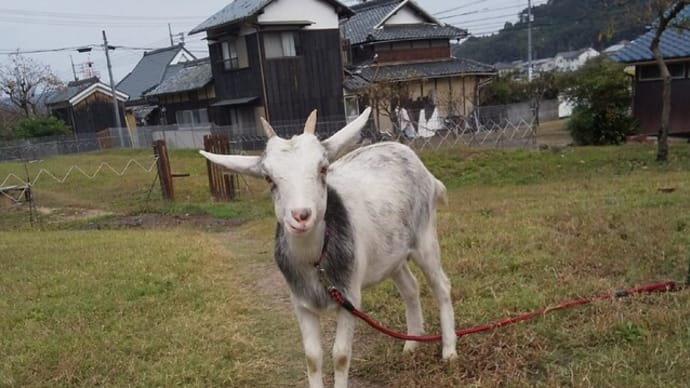 詩育日誌11.20いま世界はうなだれている⑮ザッハトルテにすればよかった