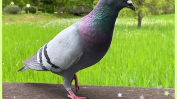 鳩!