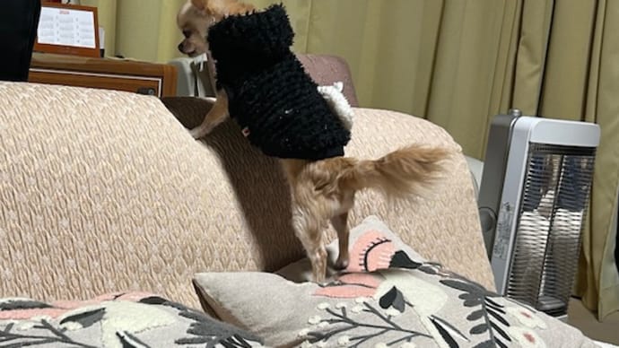 年始のおばちゃんち きぃちゃん編