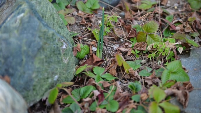 ◆何もかも遅れ気味の開花。