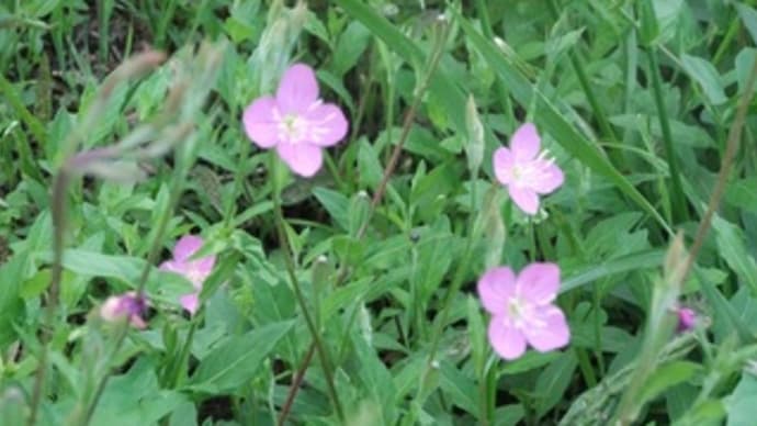 野の花