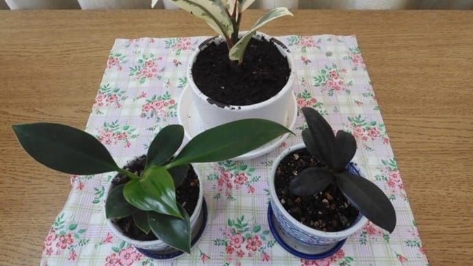 100均の観葉植物