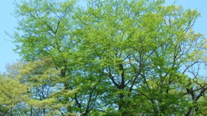 高尾山