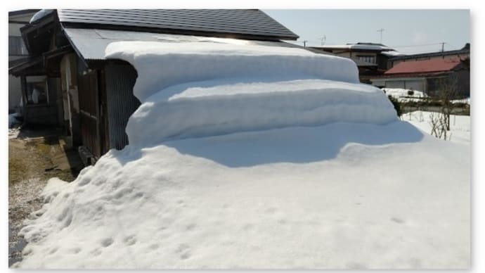 桃の若木が日陰にならないようにスモモと柿の樹の上部を切除し整理した