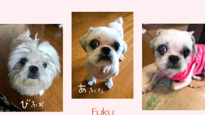 モフモフからツルツルへ