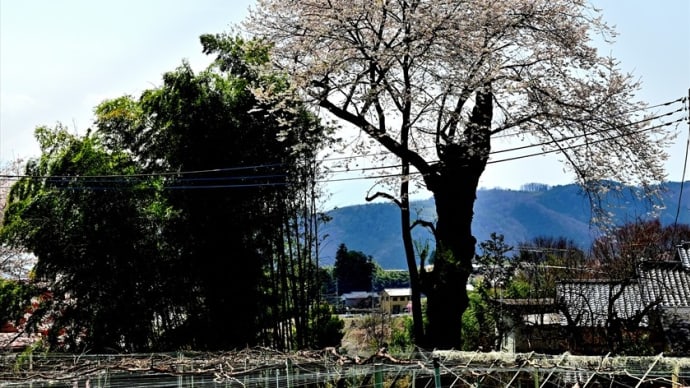 室伏の山桜