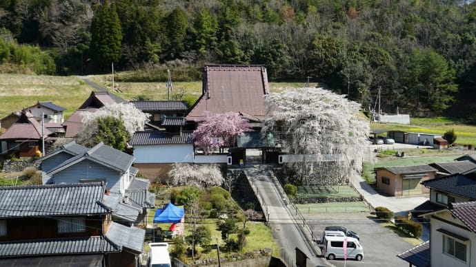 光福寺の大糸桜(2023.3.29)