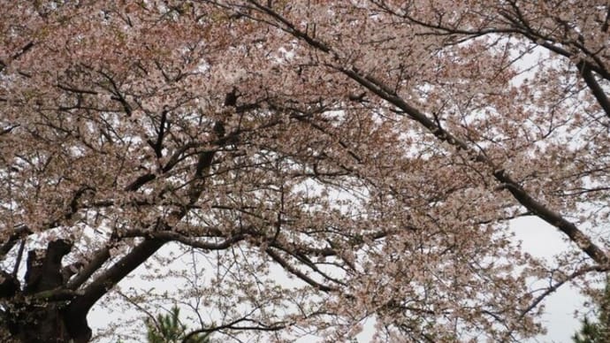 花の道を2000歩ほど。