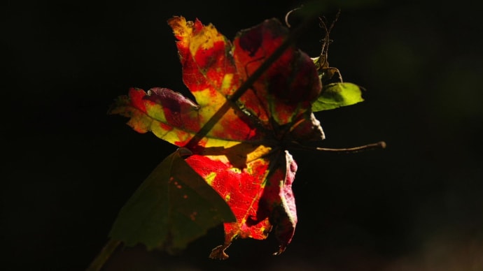 紅葉狩りで11/3赤城自然園へ