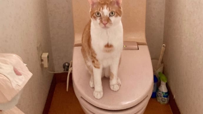 4月20日　トイレに猫が！！