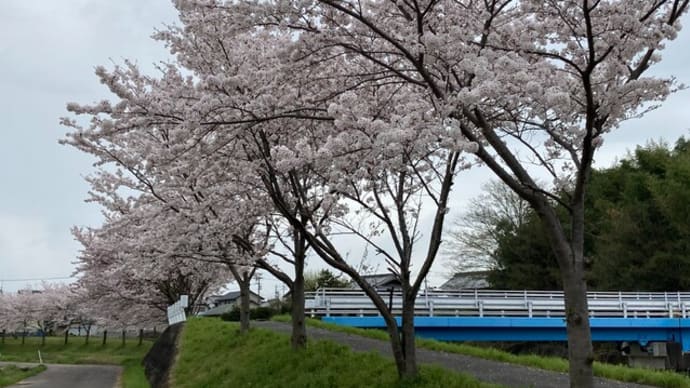 還暦の桜