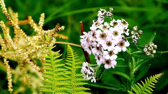 植物図鑑-43 シュムシュノコギリソウ