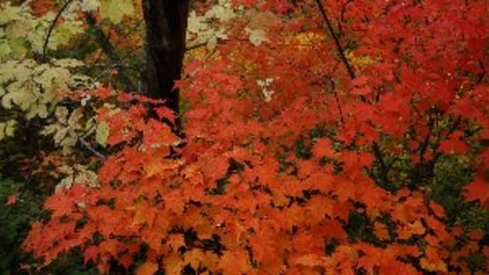 初紅葉