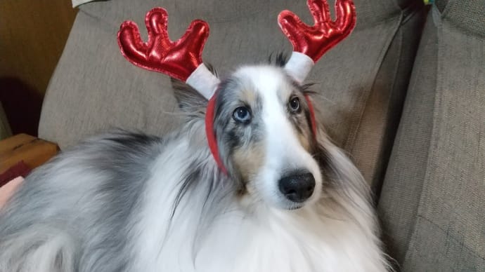 レオの一周忌法要🐶