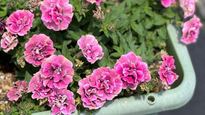 植えて正解‼️職場のお花*ペチュニアジュリエット*