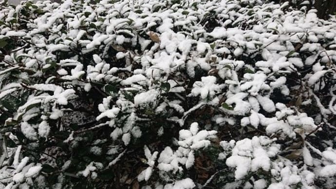 4年ぶり、東京にも雪が降りました。