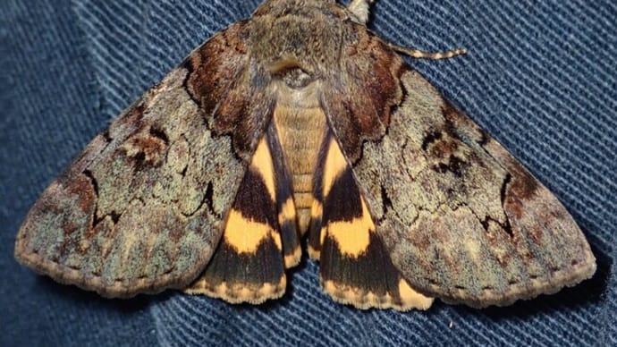 キシタバ飼育 <採 幼~羽 化>