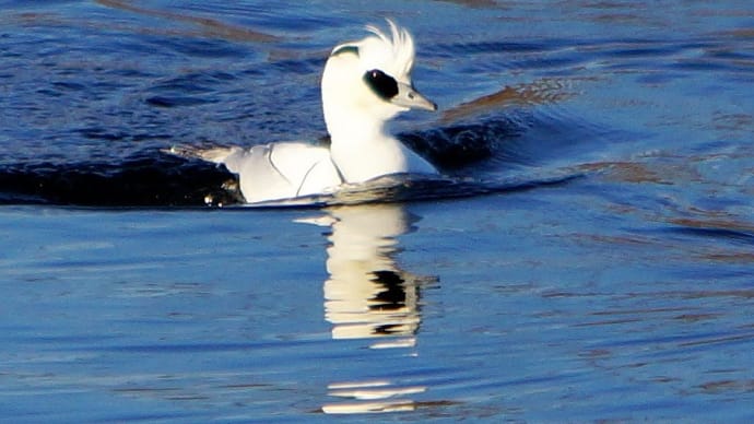 彩の国川本・・・白鳥のいる清流荒川で・・・ミコアイサに遇った