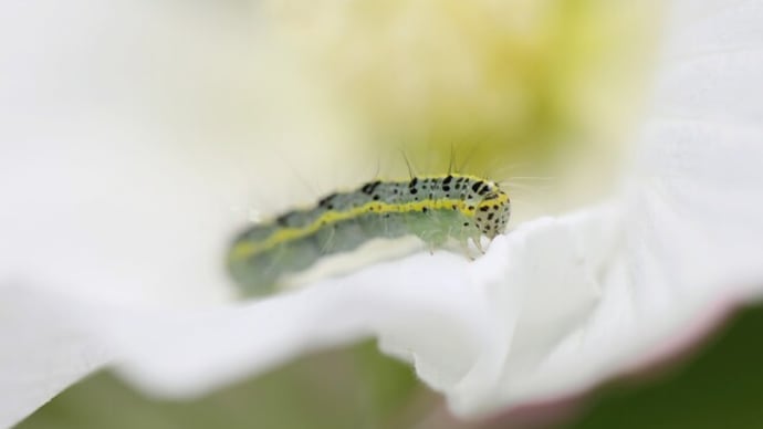 22.9.16 芙蓉のお客