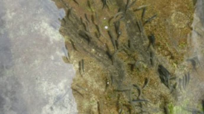 サケの稚魚2