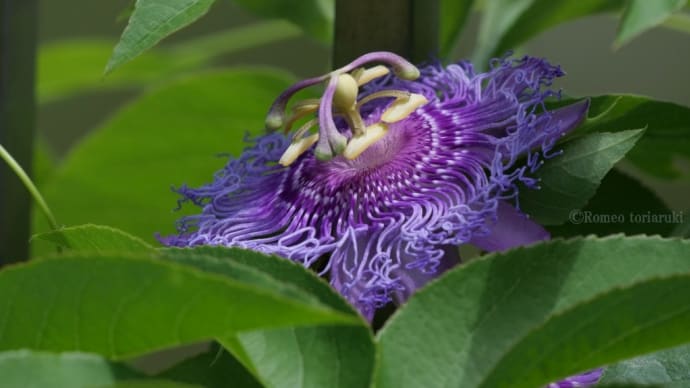 時計草の花 クダモノトケイソウ