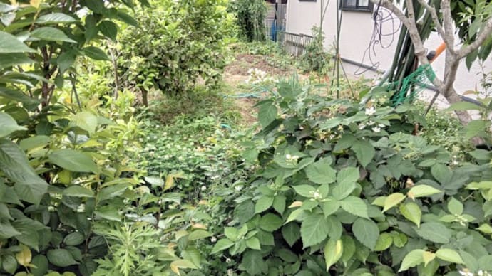 家庭菜園日誌 トマトの脇芽挿し