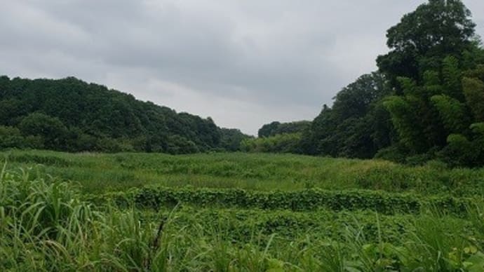 森に面した「流山おおたかの森」の学校たち