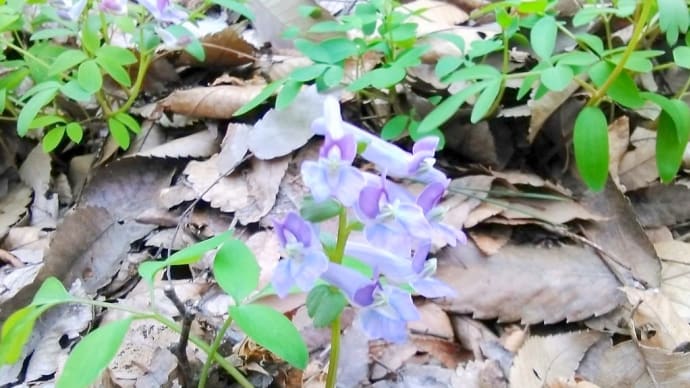 ヤマエンゴサクの群生地。