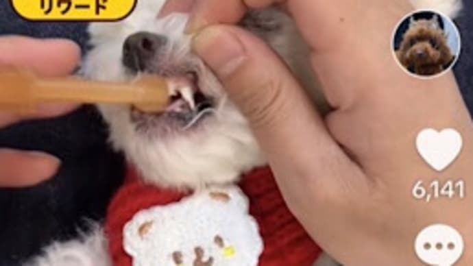 わんこマフラー 編んでます