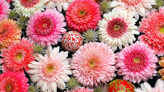Hana chouzu_Pink flowers☆行田八幡神社・埼玉県