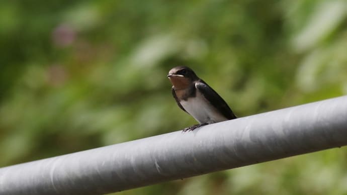 身近な鳥たち