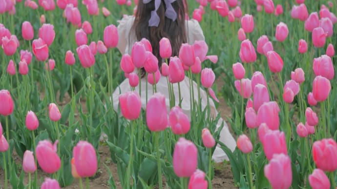 チューリップ 花のオアシス