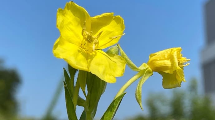 雑草地に咲く黄色い花は「雌待宵草(メマツヨイグサ)」と見立てたのですが❣️出会う散歩道🚶‍♂️