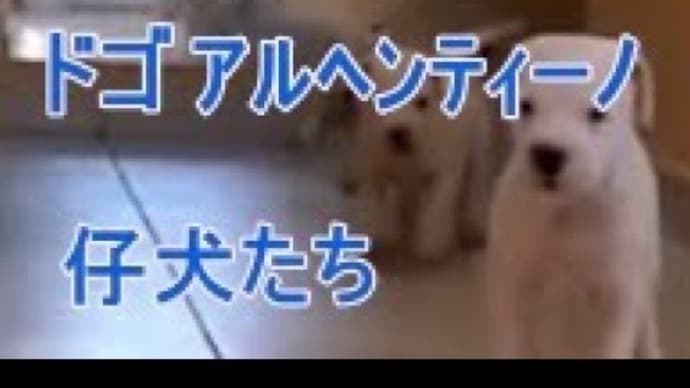 白い大型犬ドゴアルヘンティーノの子犬をご覧ください。