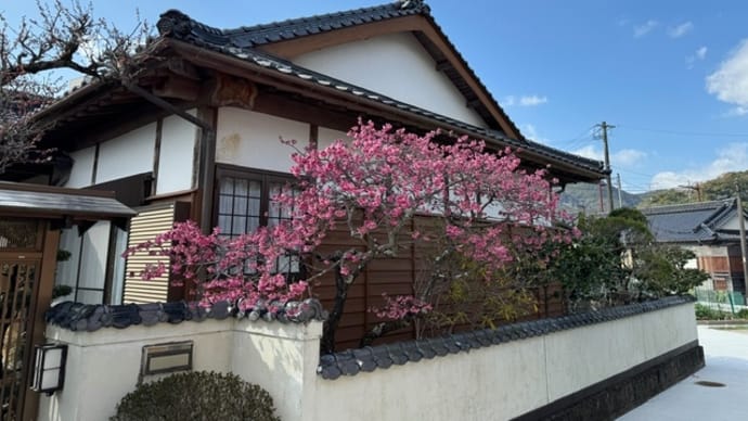 緋寒桜