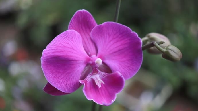 ランとサボテンの花