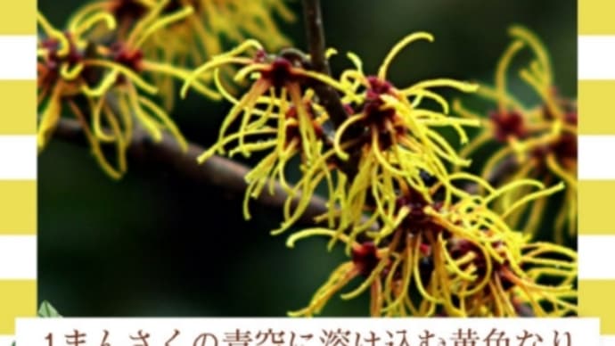 推敲 まんさく