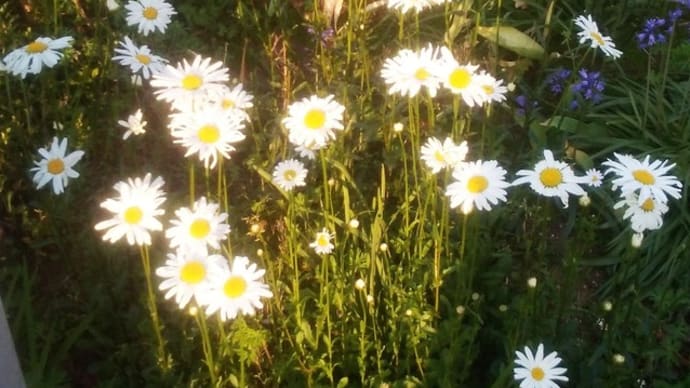 マーガレットの花が臭かった、猫のおしっこの臭いよりも悪臭
