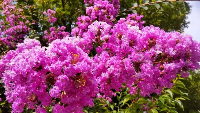 サルスベリ：どでかいピンク色の花満開