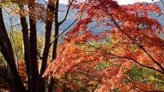 中間平緑地公園にて紅葉狩り