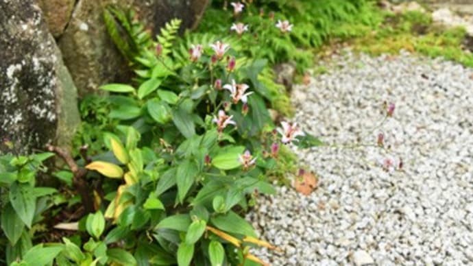 庭の杜鵑草