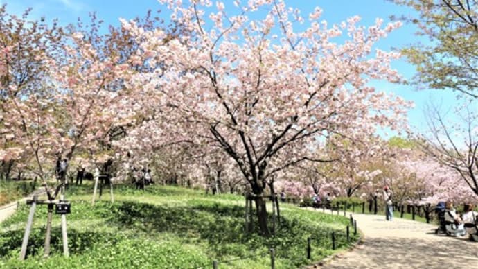 東山植物園　名残の遅咲きの桜🌸🌸とつつじの丘