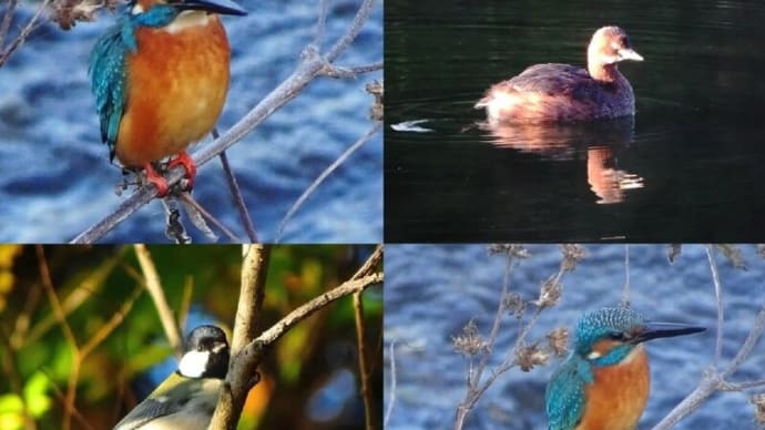 早朝の鳥見散歩、蒸気霧に遭遇