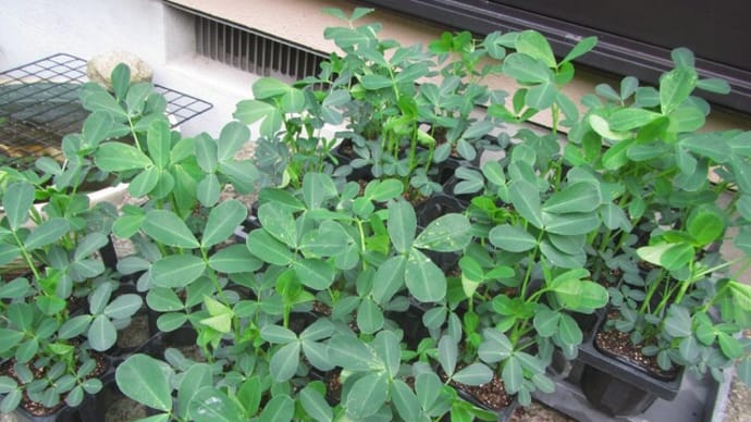 落花生、丹波黒枝豆など 畝ができました。