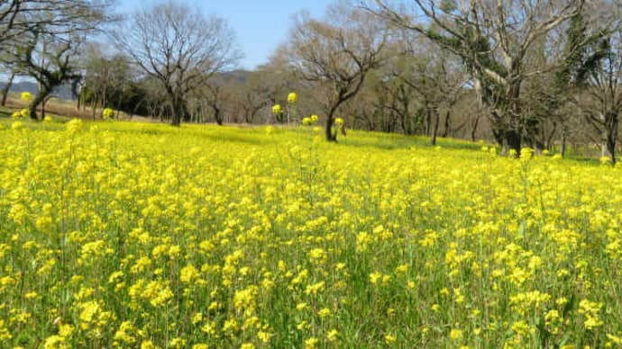 菜の花と宿り木