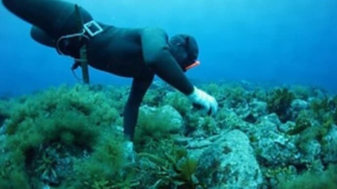 ☆輪島の海女漁が再開 130人が朝の海に潜りモズクを2㌧収穫